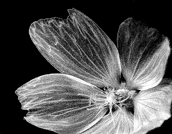 Wild flower on the hills of the Beaver Valley, Ontario.